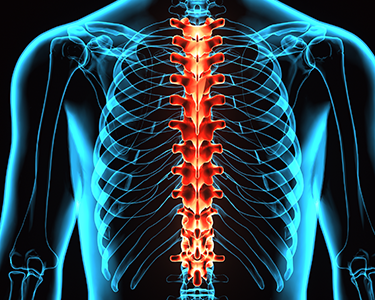 Illustration of human spine highlighted in red with surrounding skeleton in blue.