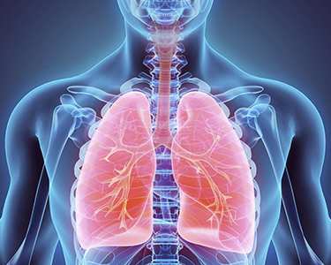 the human body is shown with a highlighted lungs