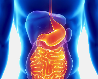 Illustration of the human digestive system, highlighting the stomach, small intestine, and large intestine.