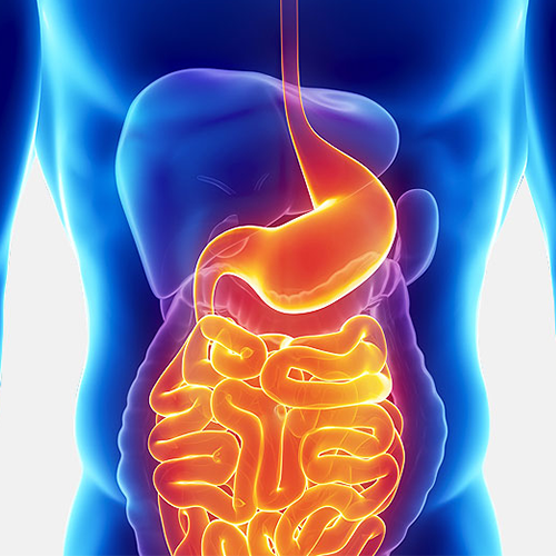 a diagram of the stomach showing the small intestruct