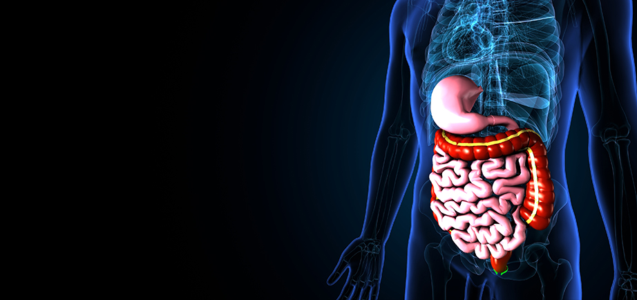 a diagram of the human body showing the stomach