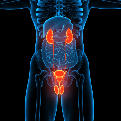 Medical illustration showing the human urinary system, including kidneys, ureters, bladder, and urethra in an X-ray view with highlighted organs in orange.