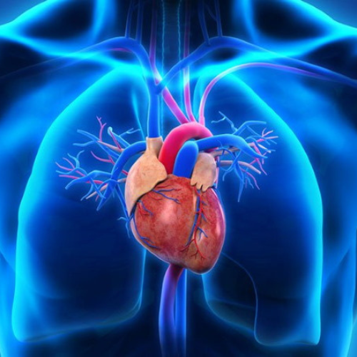 a human heart is shown in this illustration